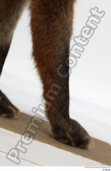 Leg Fox Animal photo references